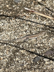 Uta stansburiana elegans