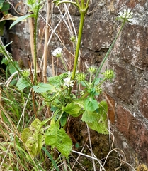 Dipsacus pilosus