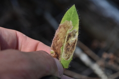 Pterygota