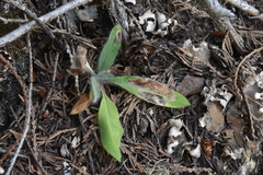 Pterygota