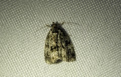 Protodeltote muscosula