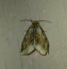 Plagiomimicus ochoa