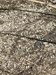 Uta stansburiana elegans