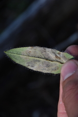 Pterygota