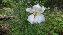 Lilium formosanum