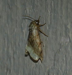 Plagiomimicus ochoa
