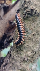Asiomorpha coarctata