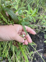 Epilobium coloratum