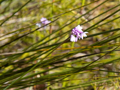 Sowerbaea juncea