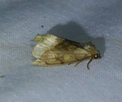 Plagiomimicus ochoa