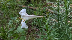 Lilium formosanum