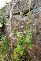 Dipsacus pilosus