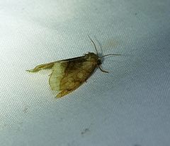 Plagiomimicus ochoa