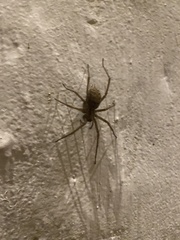 Eratigena atrica