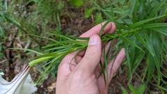 Lilium formosanum