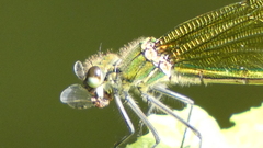 Calopteryx xanthostoma