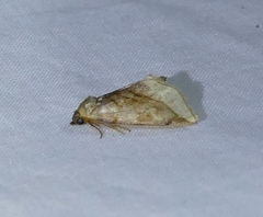 Plagiomimicus ochoa