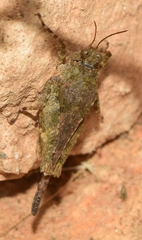 Paratettix meridionalis