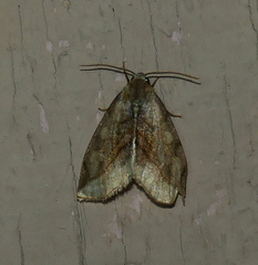 Plagiomimicus ochoa