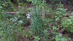 Lilium formosanum