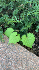 Vitis rotundifolia