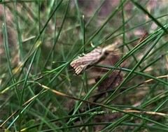 Agriphila vulgivagellus