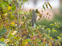 Elaenia parvirostris