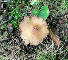 Cortinarius distans