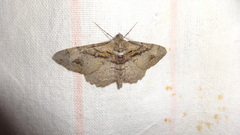 Alcis deversata