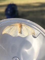 Drepana arcuata