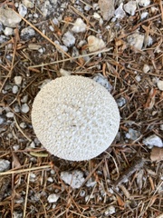 Lycoperdon marginatum