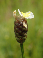 Xyris platylepis
