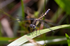 Erythrodiplax minuscula