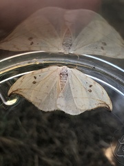 Drepana arcuata