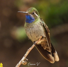 Lampornis clemenciae