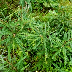 Comptonia peregrina