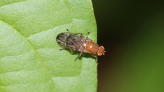 Suillia quinquepunctata