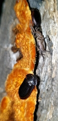 Cucujiformia