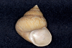 Maurea punctulata