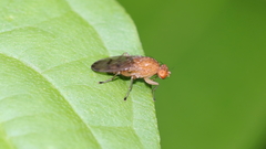 Suillia quinquepunctata