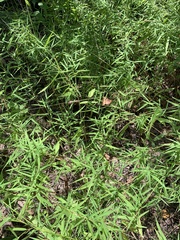 Dichanthelium yadkinense