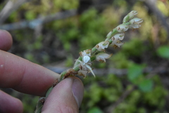 Misumena vatia