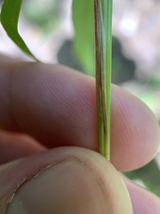 Dichanthelium yadkinense