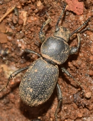 Scaurus uncinus