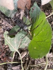 Acanthocephala femorata