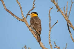 Colaptes campestris campestroides