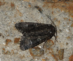 Craniophora ligustri