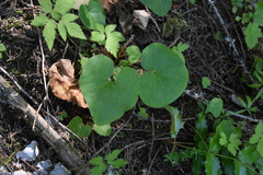 Asarum caudatum