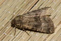 Amphipyra pyramidea