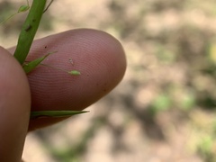 Dichanthelium yadkinense